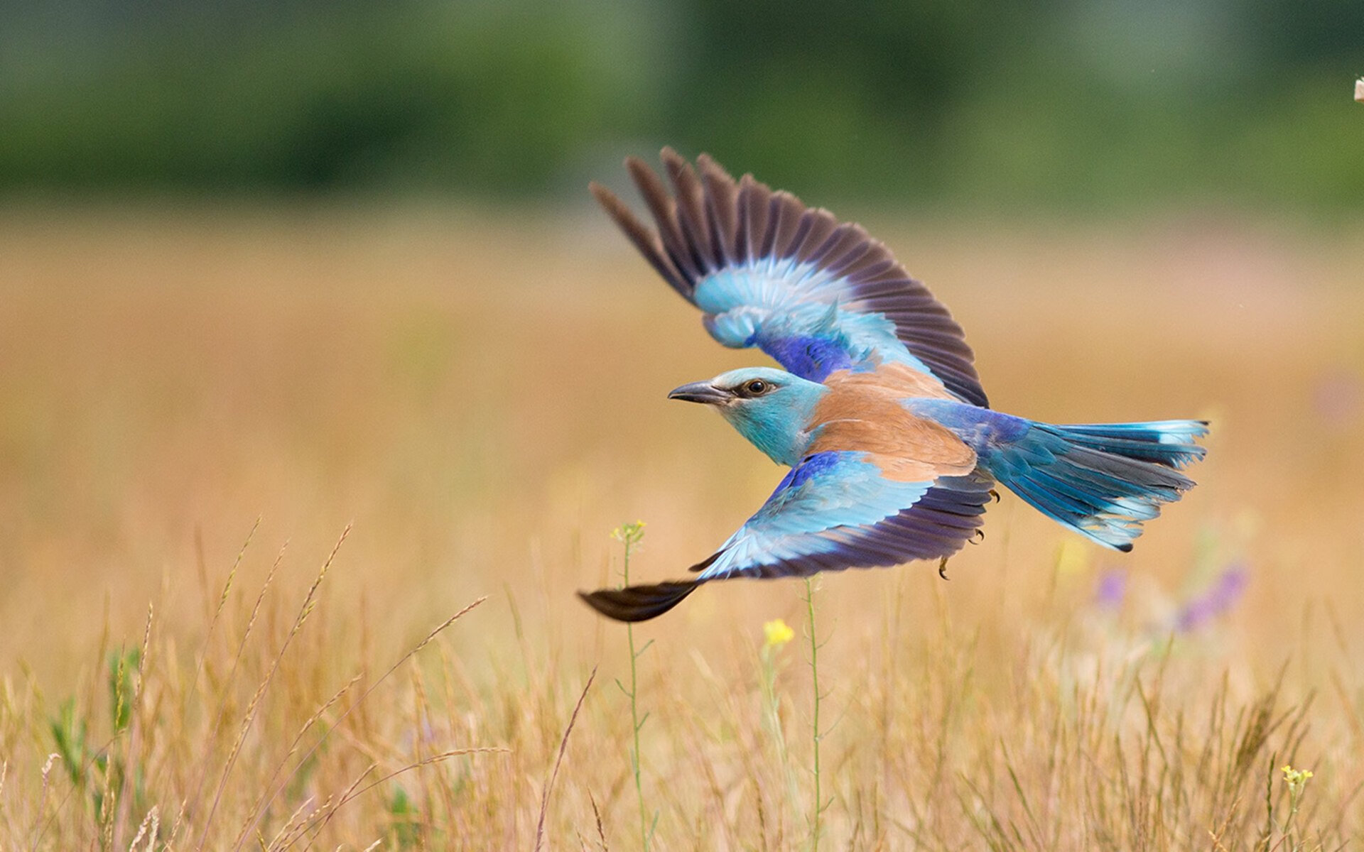 迷雾中的奇兵，久保建英意外爆发，爱尔兰爆冷击沉尼日利亚超级雄鹰