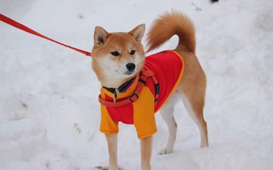 76人防线遭骑士格林彻底撕裂，无解表现引联盟震动