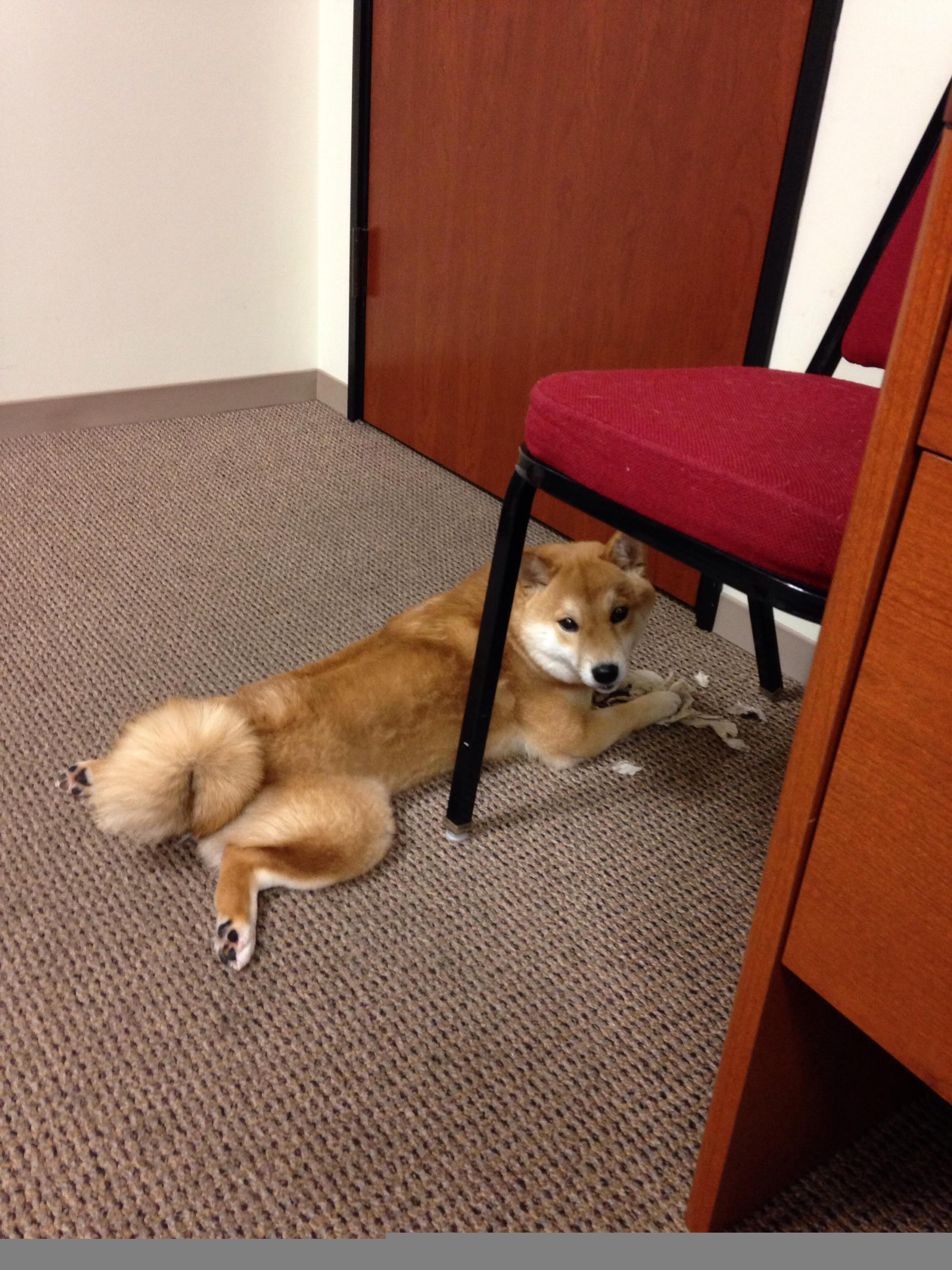 时空临界之战，当紫金军团遇上辽篮，保罗的永恒杀伤力