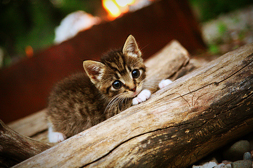 钢铁防线与致命连击,拜仁的战术风暴如何冲垮哥伦比亚