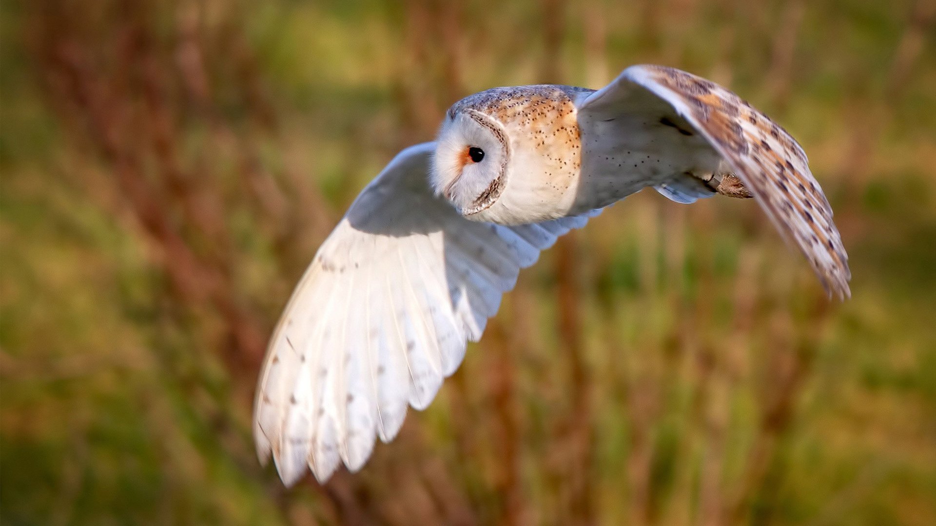 沸腾与冰封，孙兴慜的热刺救赎与猛龙队的单节风暴