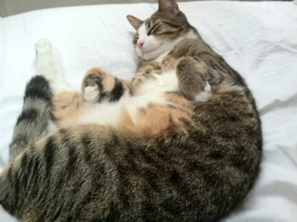 波斯湾的信使，当卡拉斯科用第50场国家队比赛，连结起亚洲与南美的足球文明