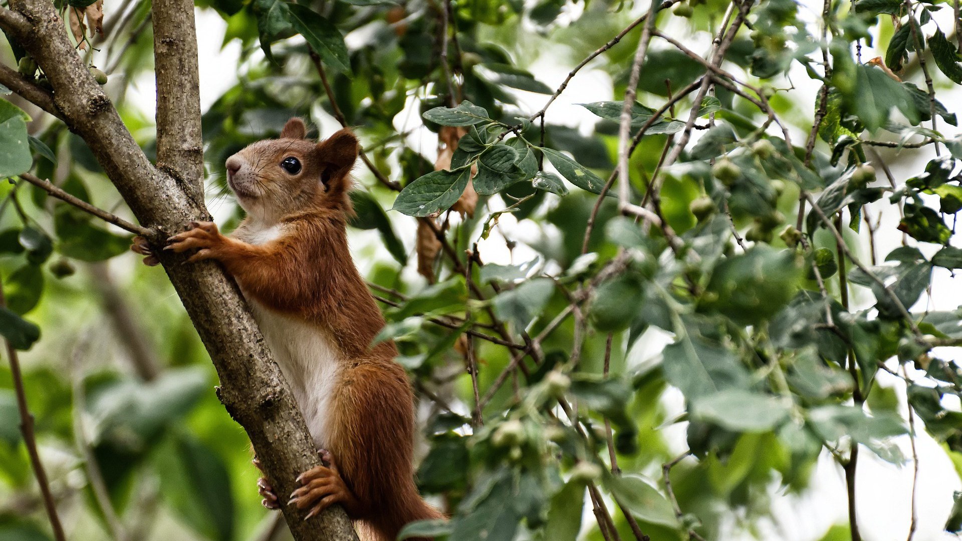 波斯湾的信使，当卡拉斯科用第50场国家队比赛，连结起亚洲与南美的足球文明