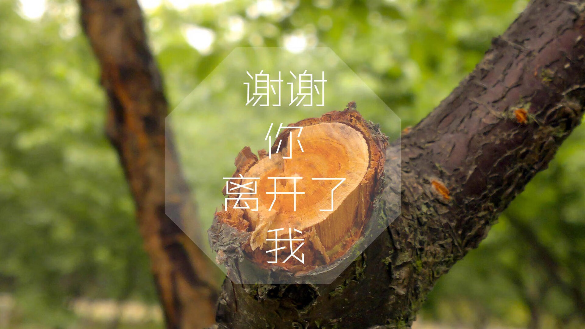 日耳曼战车碾压北非之狐，2026世界杯G组焦点战，德国用B费导演的防守反击剧本，血洗突尼斯创造历史